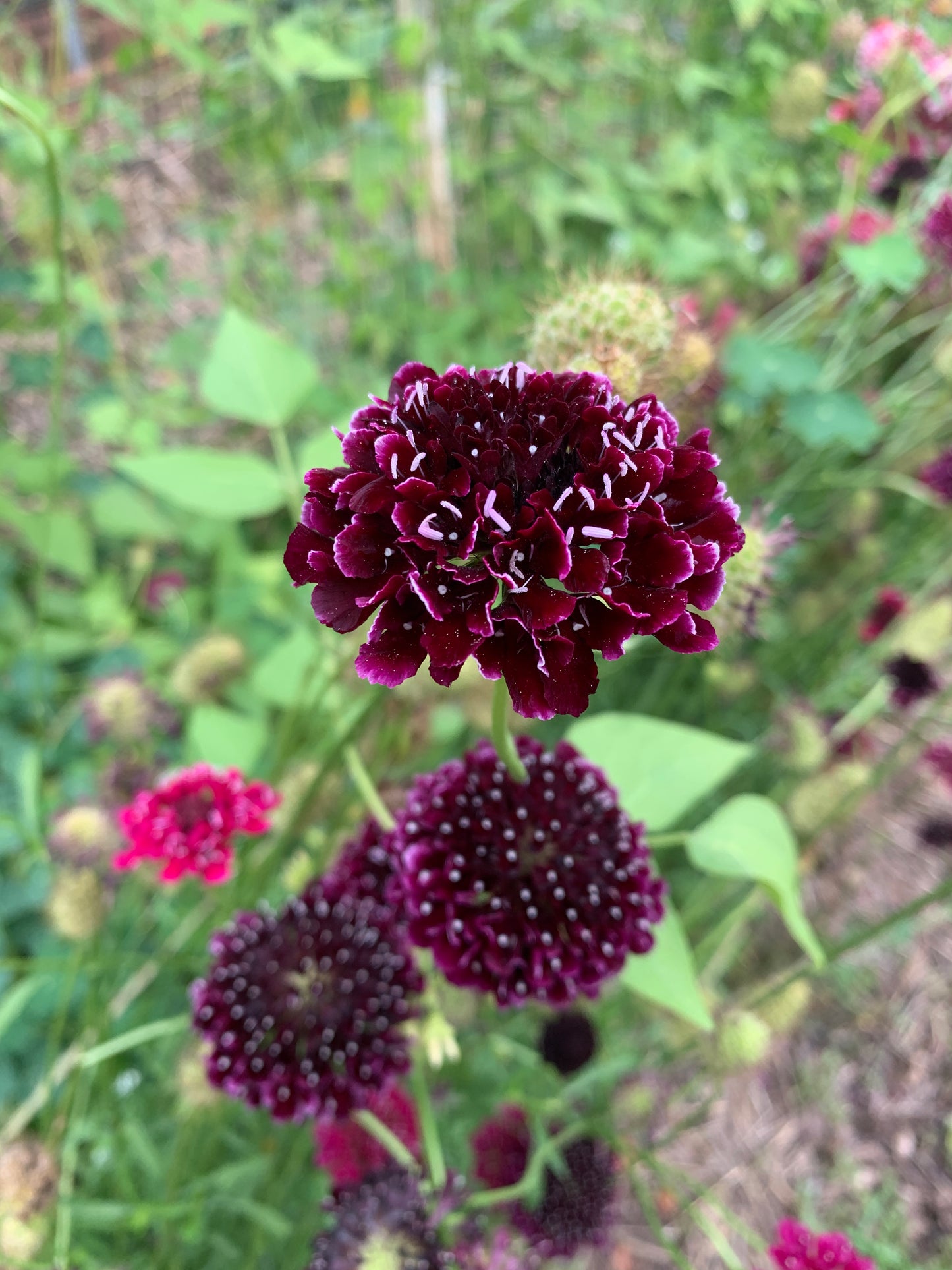 Scabiosa, Picotee Mix