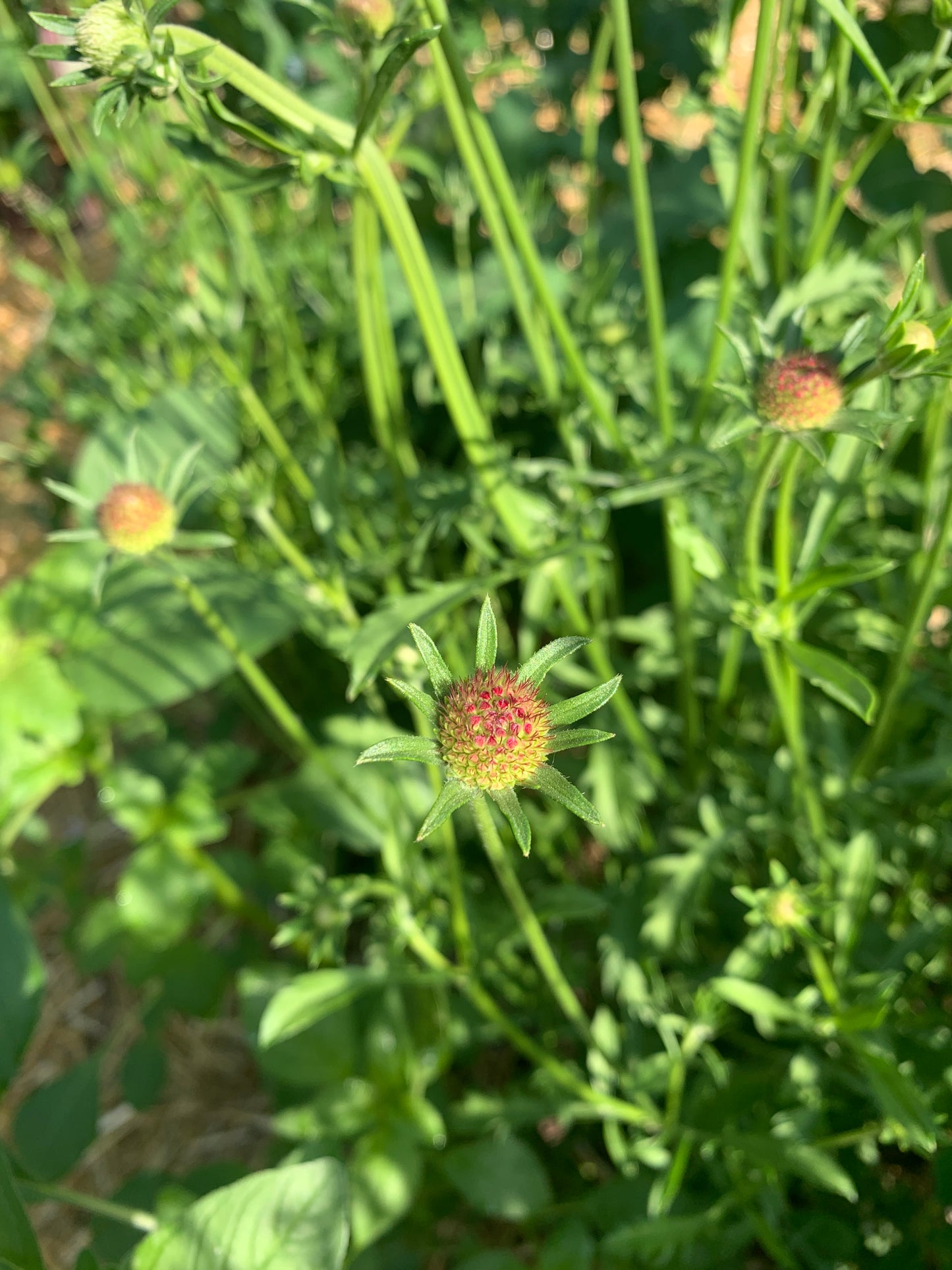 Scabiosa, Picotee Mix