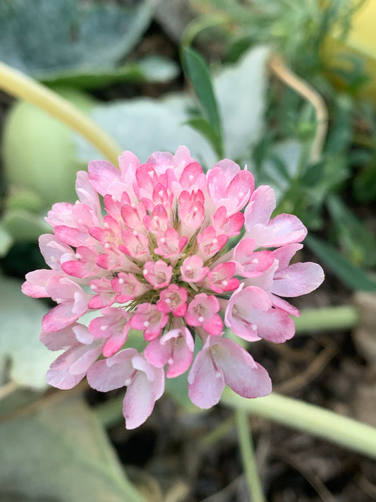 Scabiosa, Salmon Rose