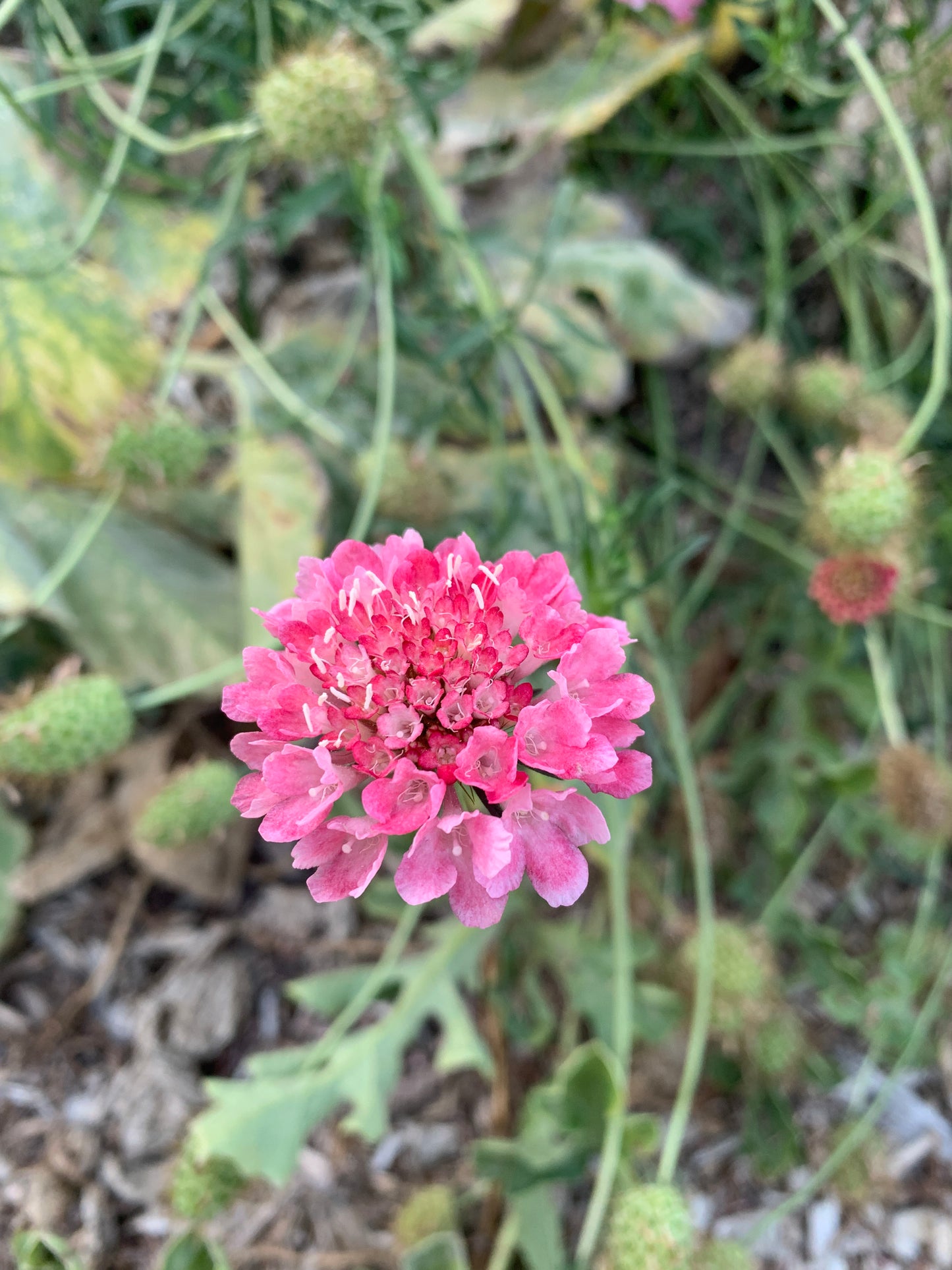 Scabiosa, Salmon Rose