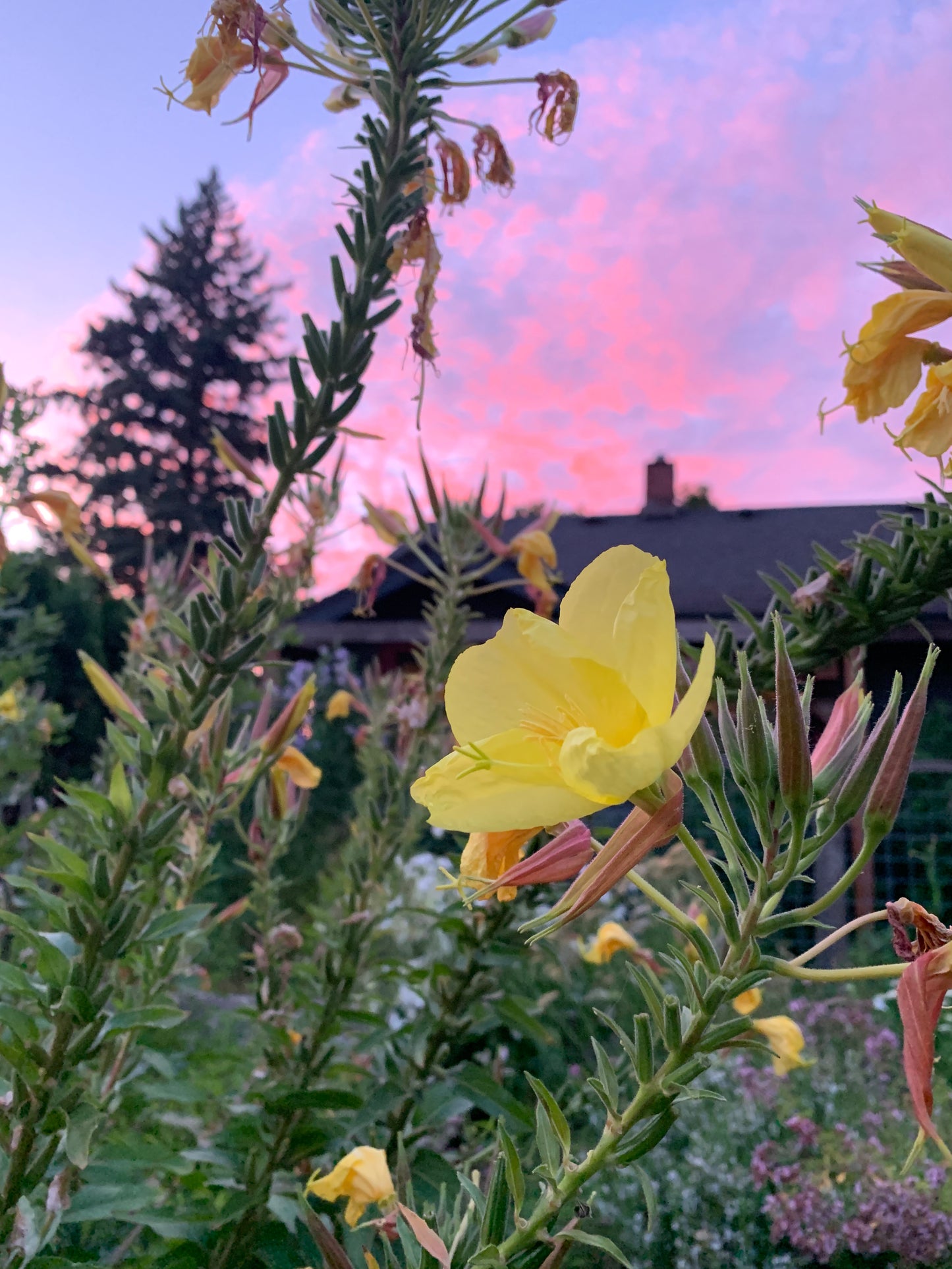 Primrose, Spinning Evening