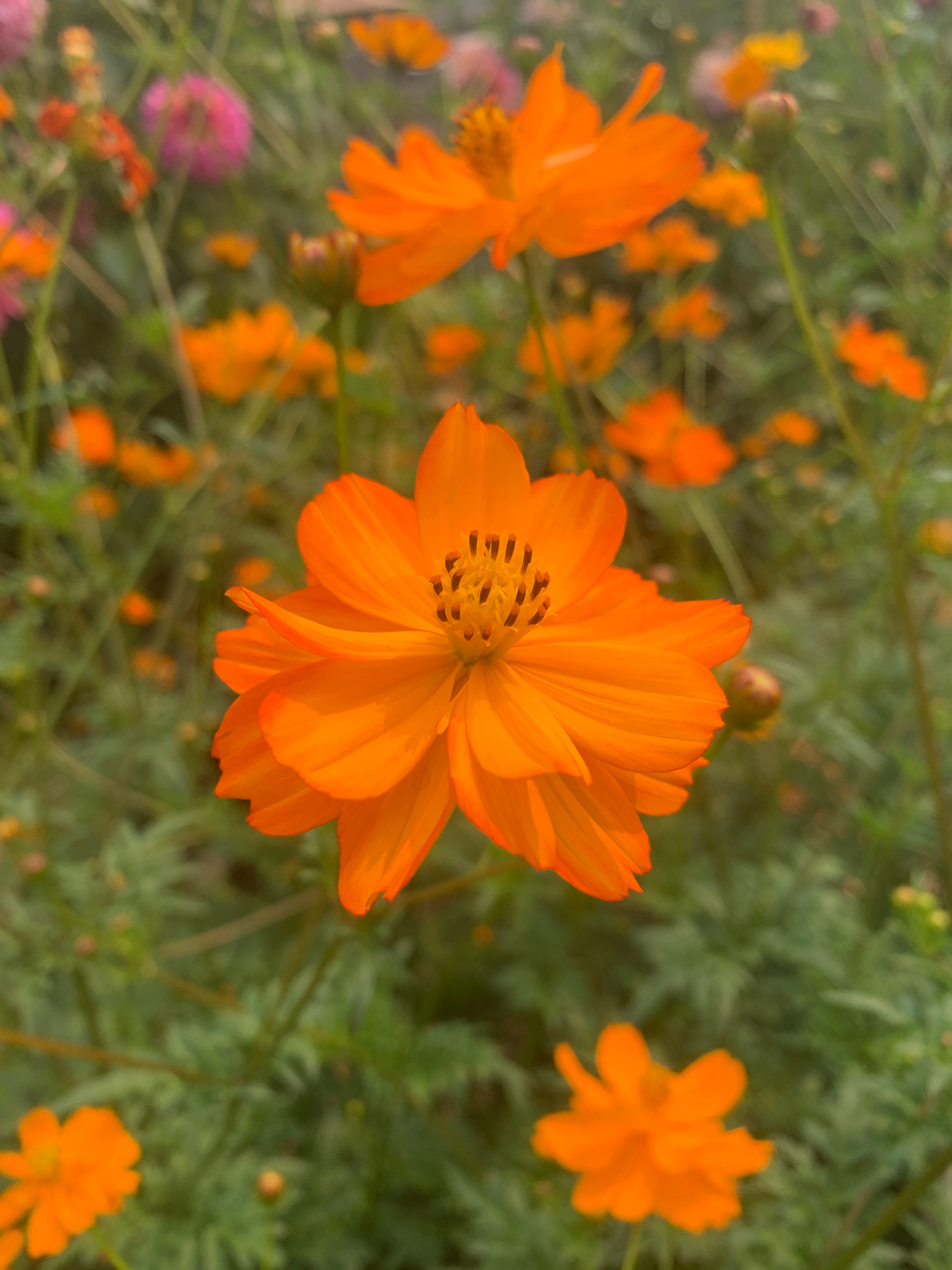 Cosmos (Sulphur) – Rhythm Seed Farm