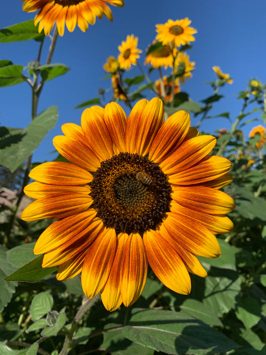 Sunflower, Evening Sun