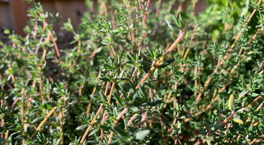 Thyme, Varico 2