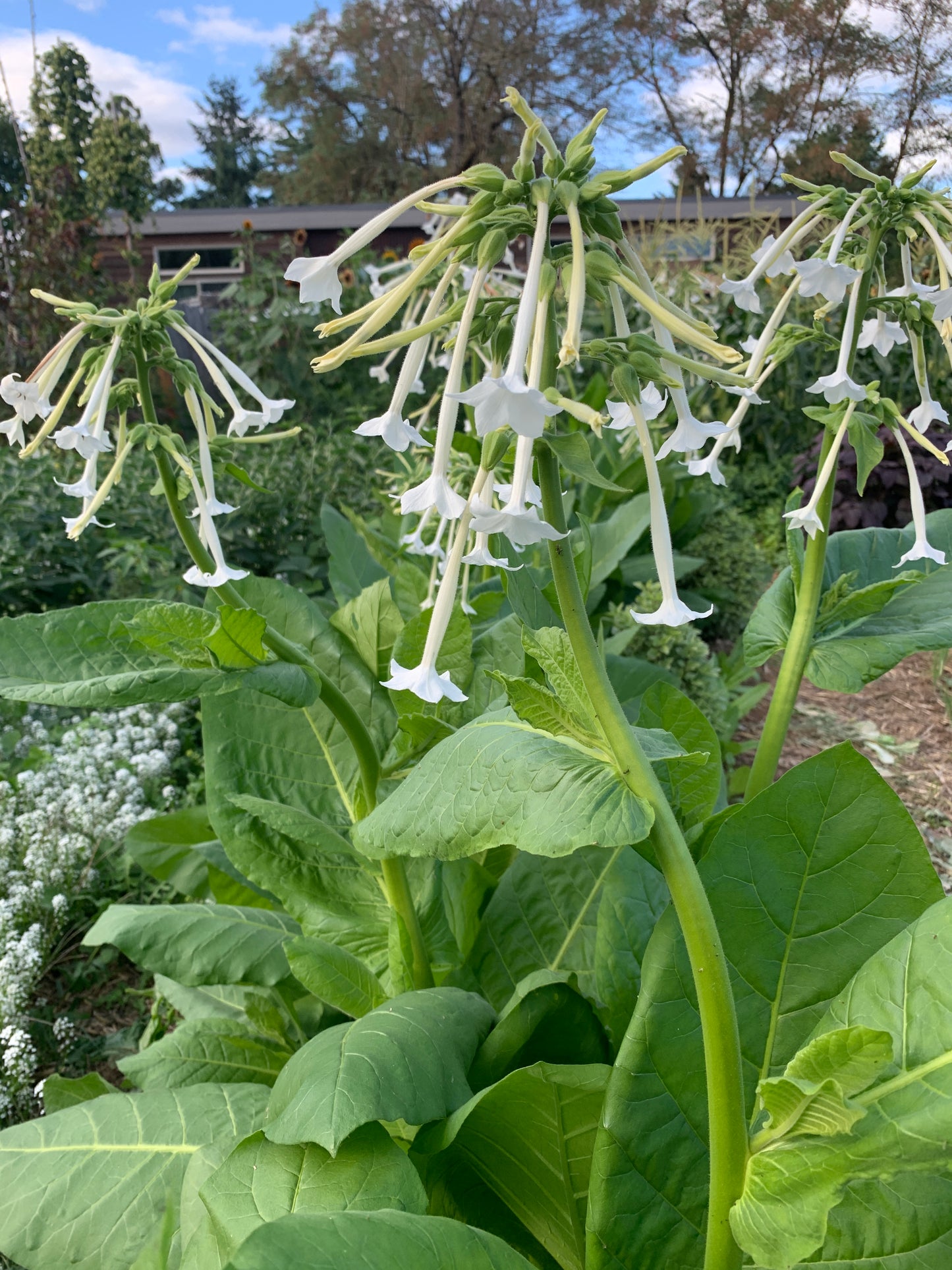 Tobacco, Flowering (Only the Lonely)