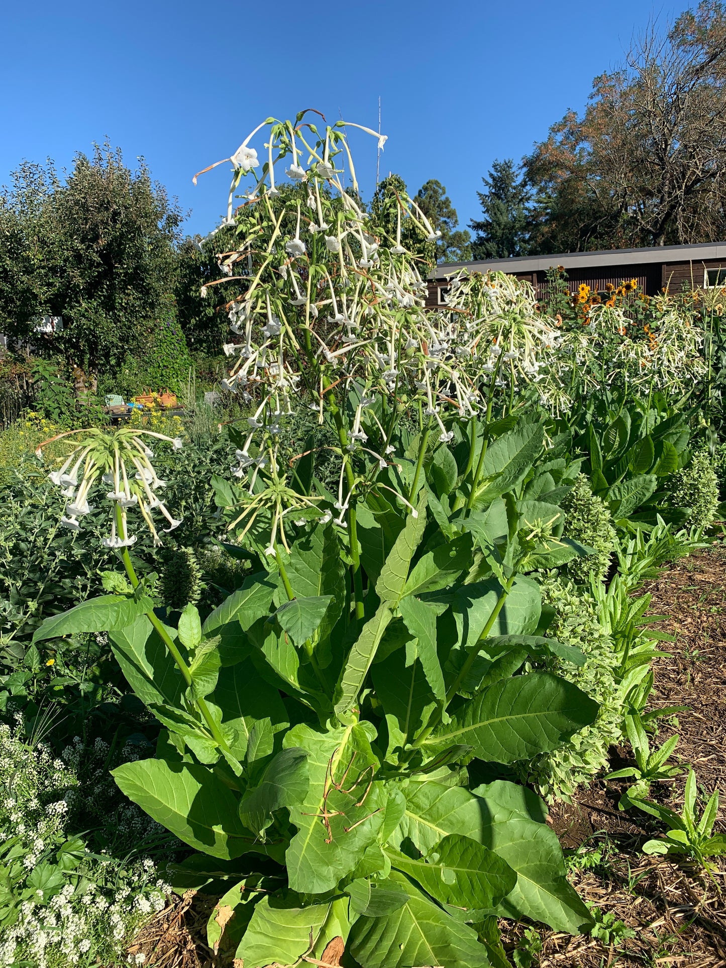 Tobacco, Flowering (Only the Lonely)