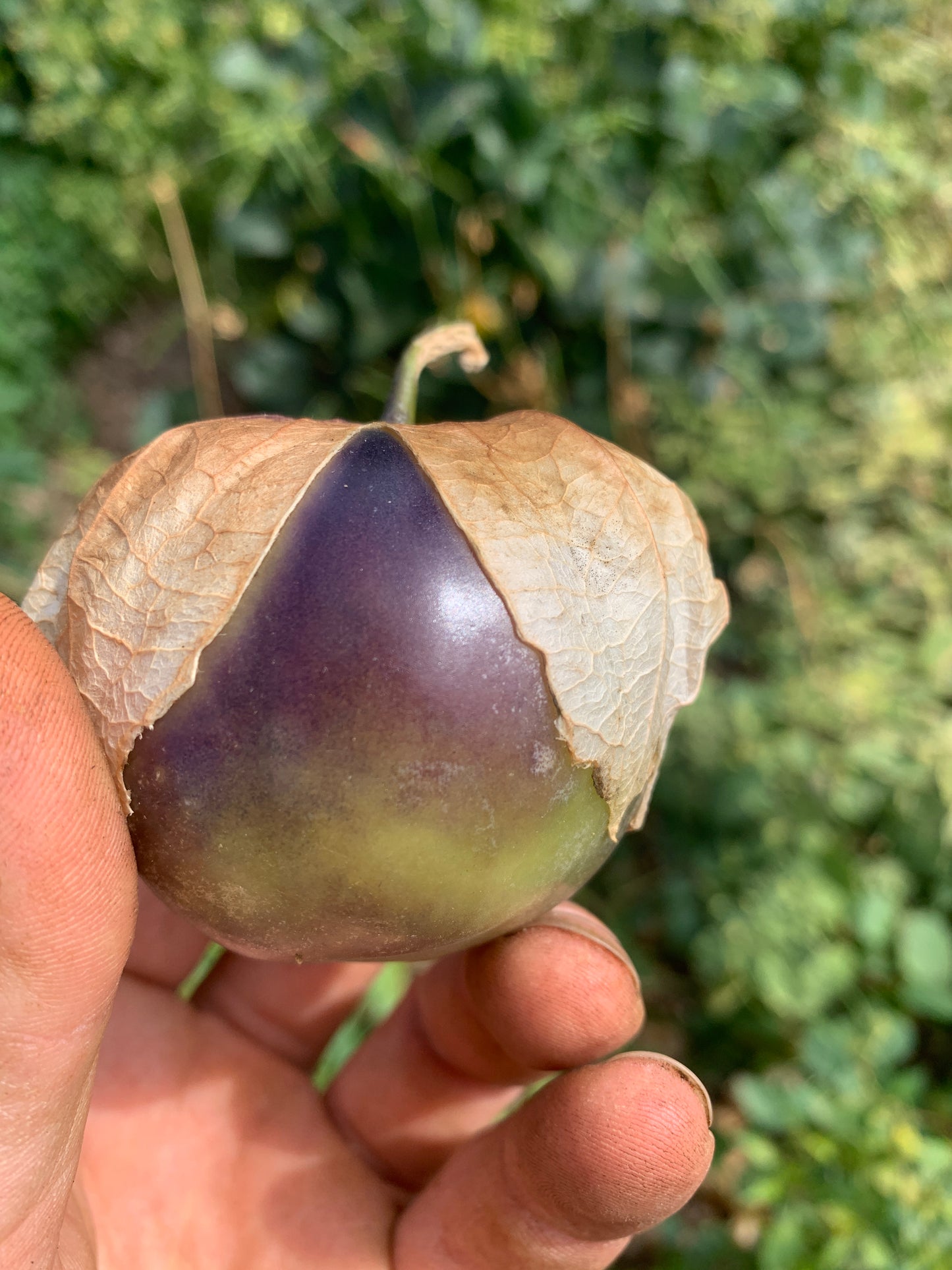 Tomatillo, Purple Blush