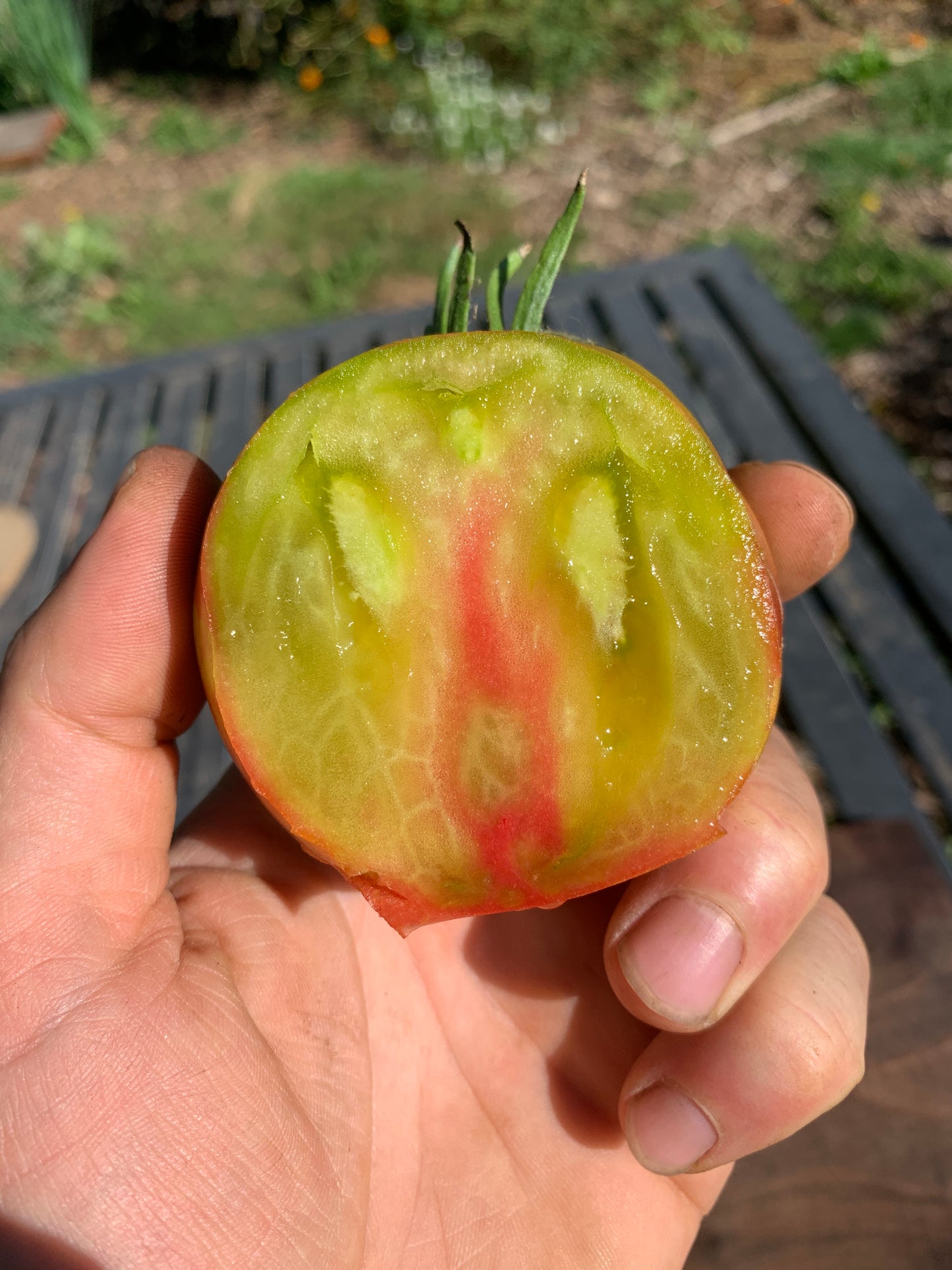 Tomato, Captain Lucky