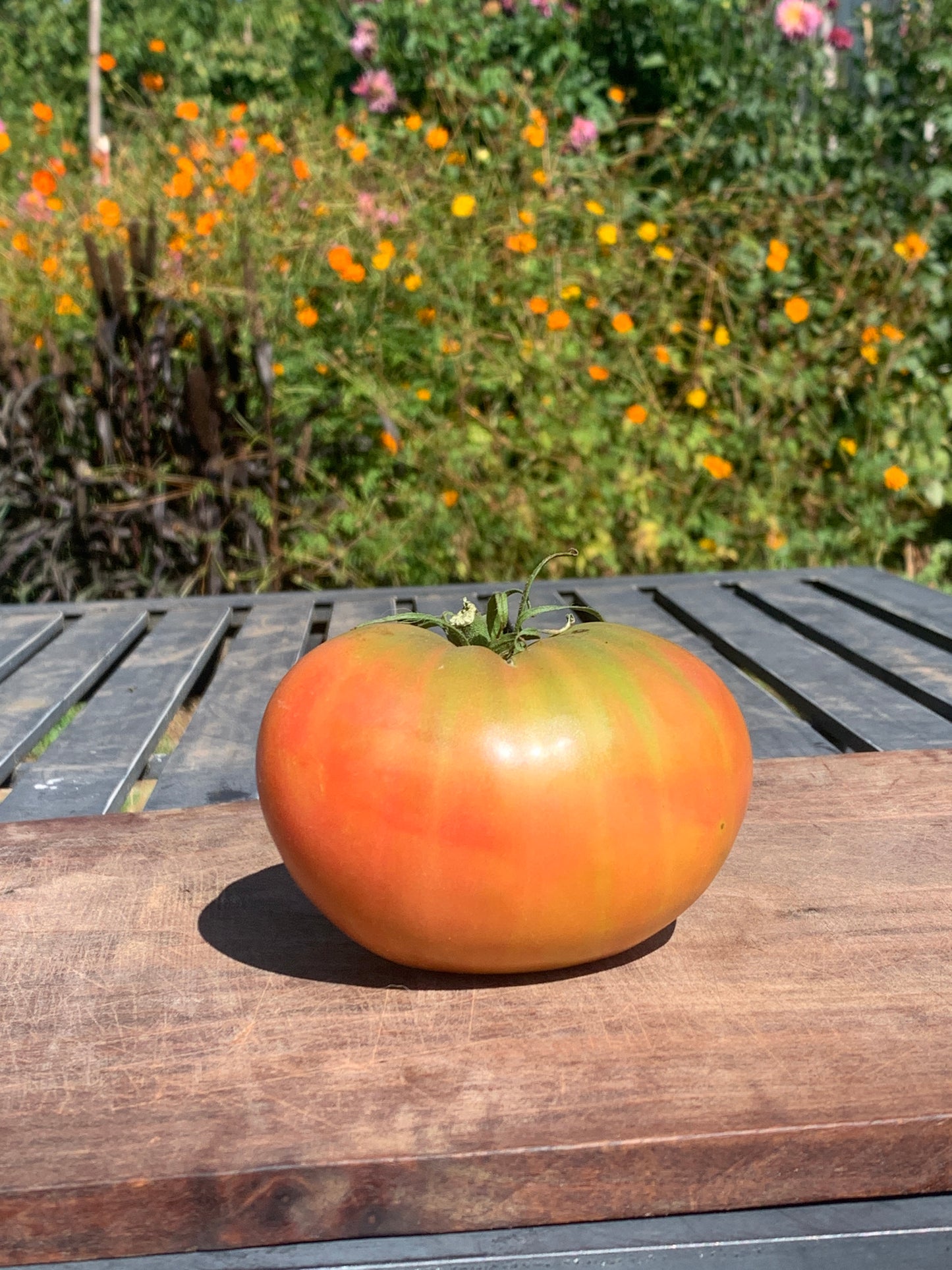 Tomato, Captain Lucky