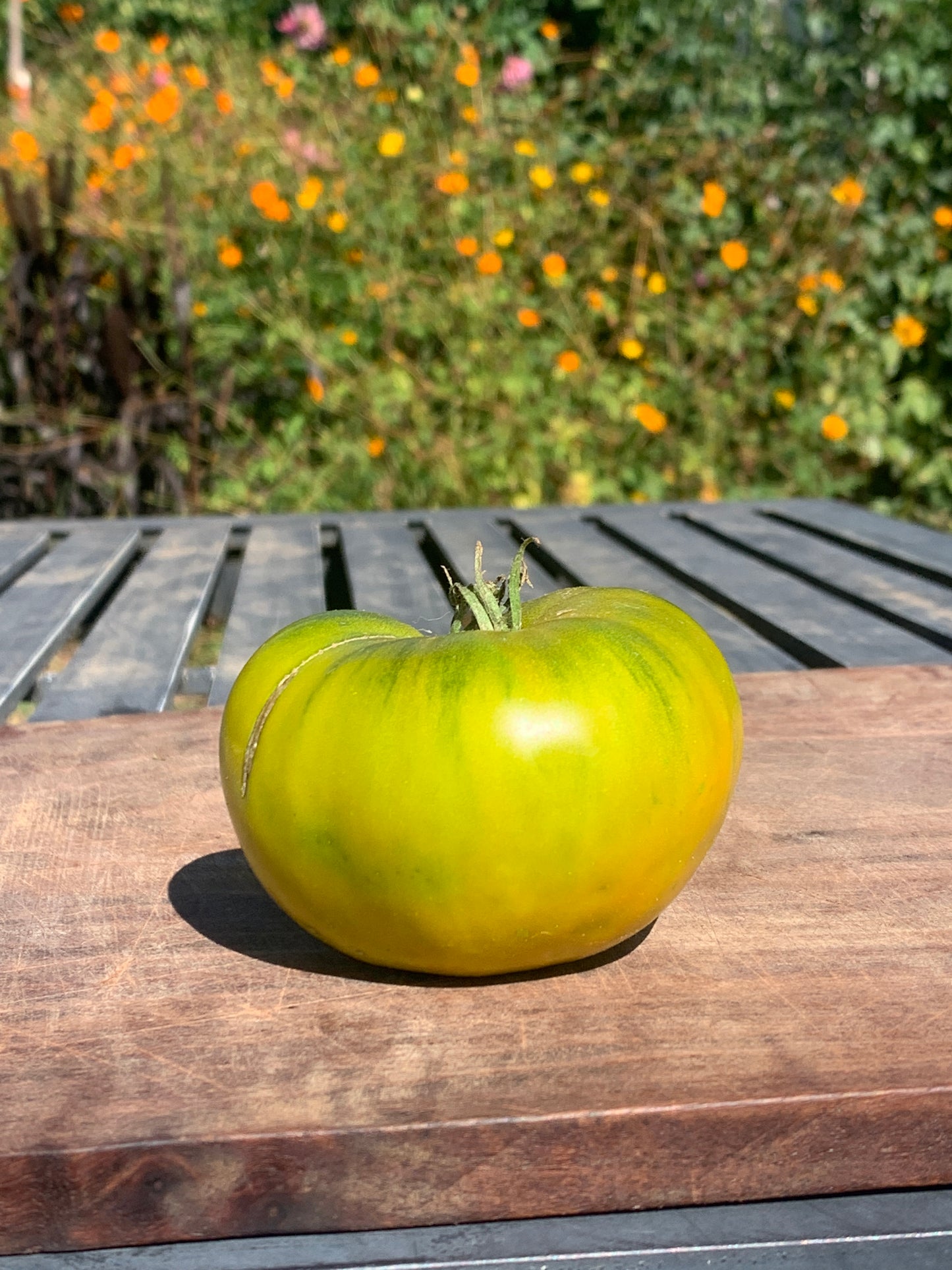 Tomato, Moldovan Green