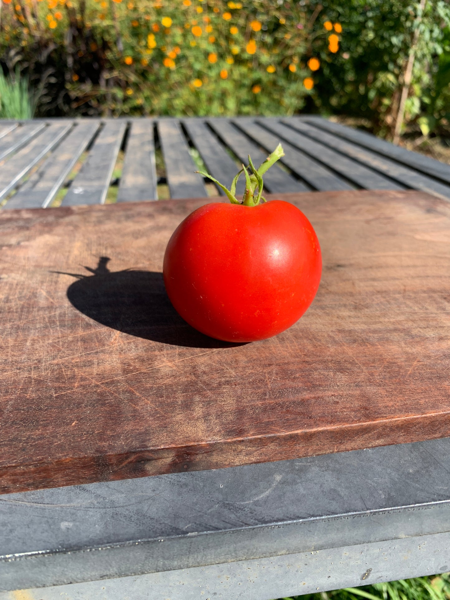 Tomato, Siletz