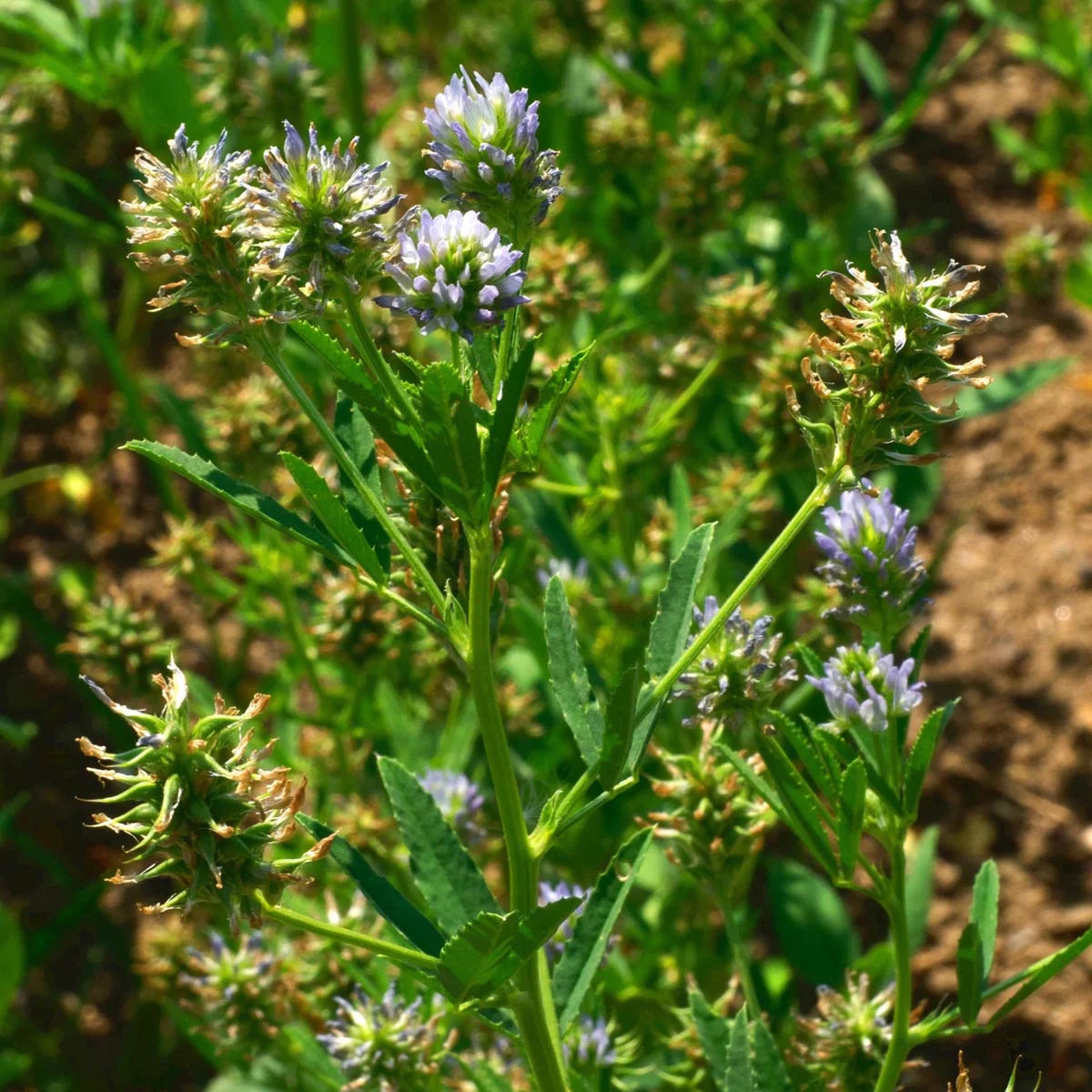 Trigonella (Blue Fenugreek)
