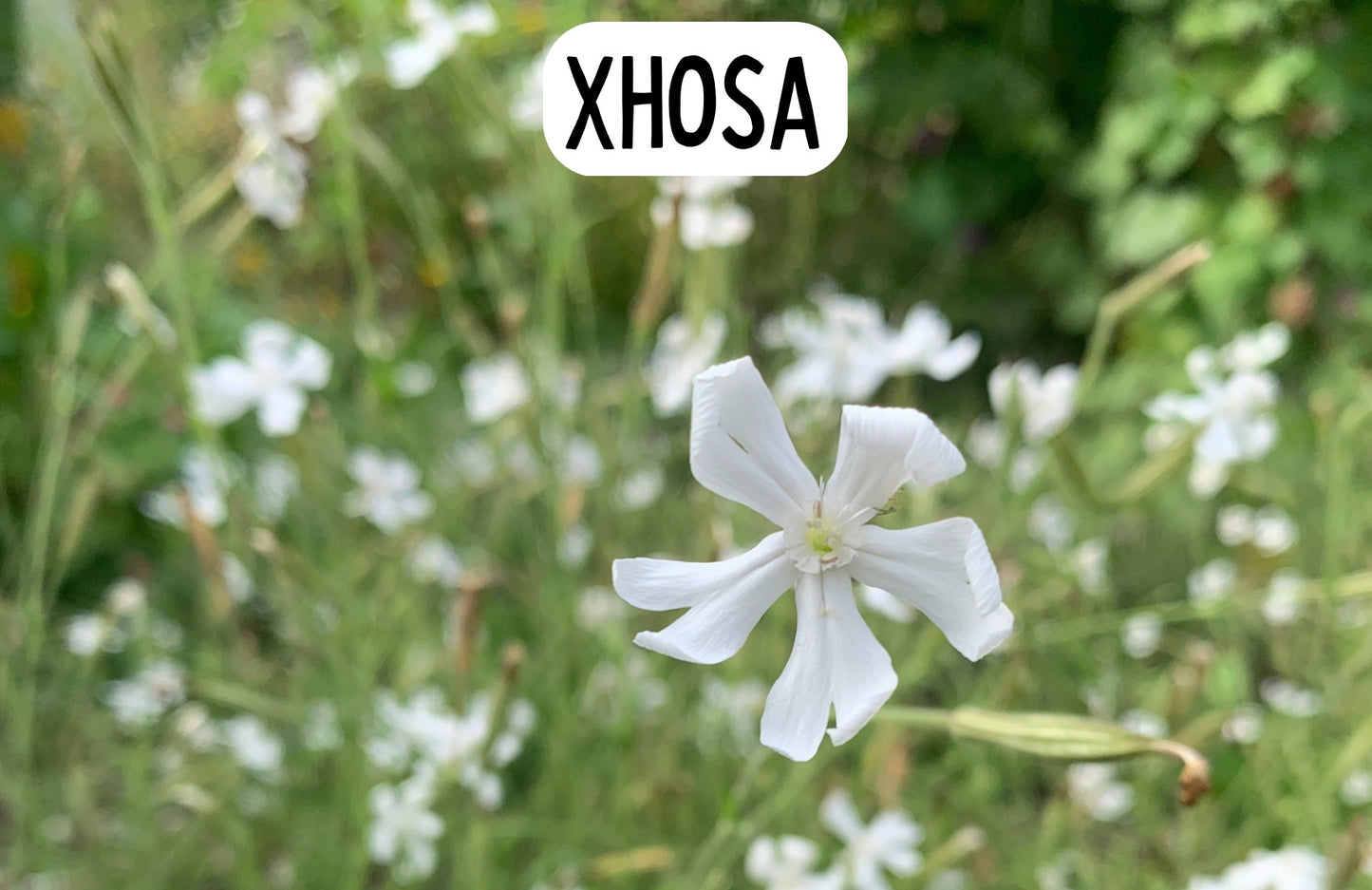 Xhosa