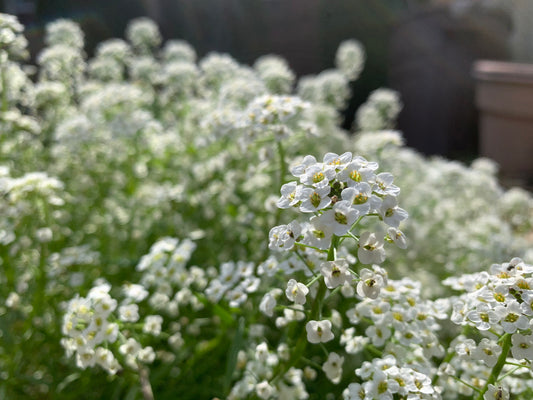 Alyssum, Sweet