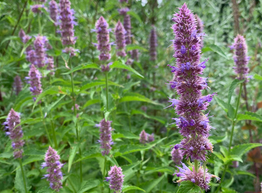 Anise Hyssop