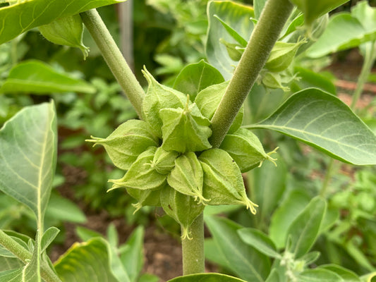 Ashwagandha