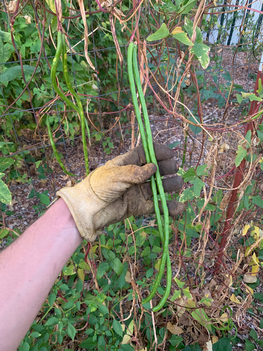 Yard Long Bean, Orient Wonder