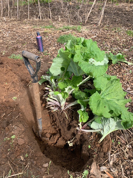 Burdock, Takinogawa