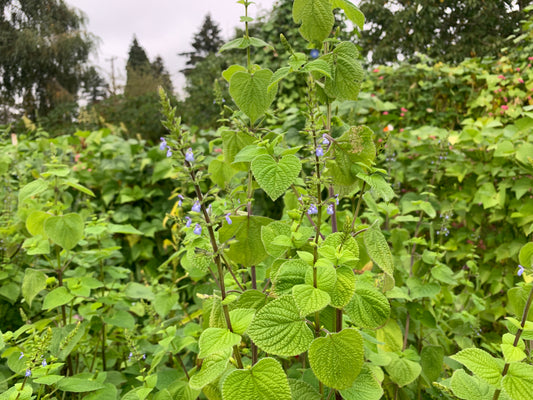 Chia, Northern Adapted Rarámuri