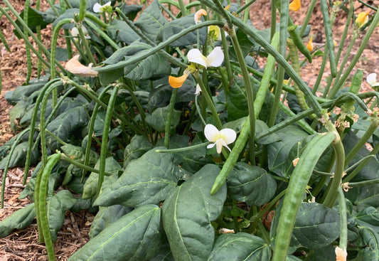 Cowpea, Fast Lady Northern Southern