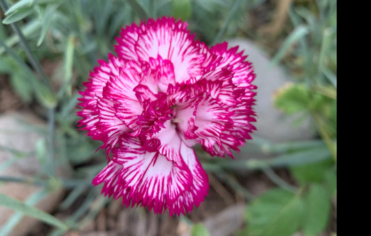 Dianthus, Chabaud Benigna