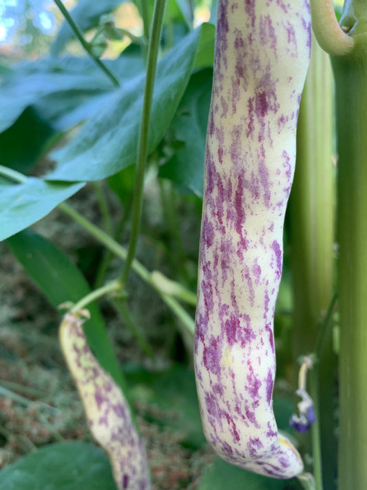 Bean, Dragon Tongue (Bush Snap)