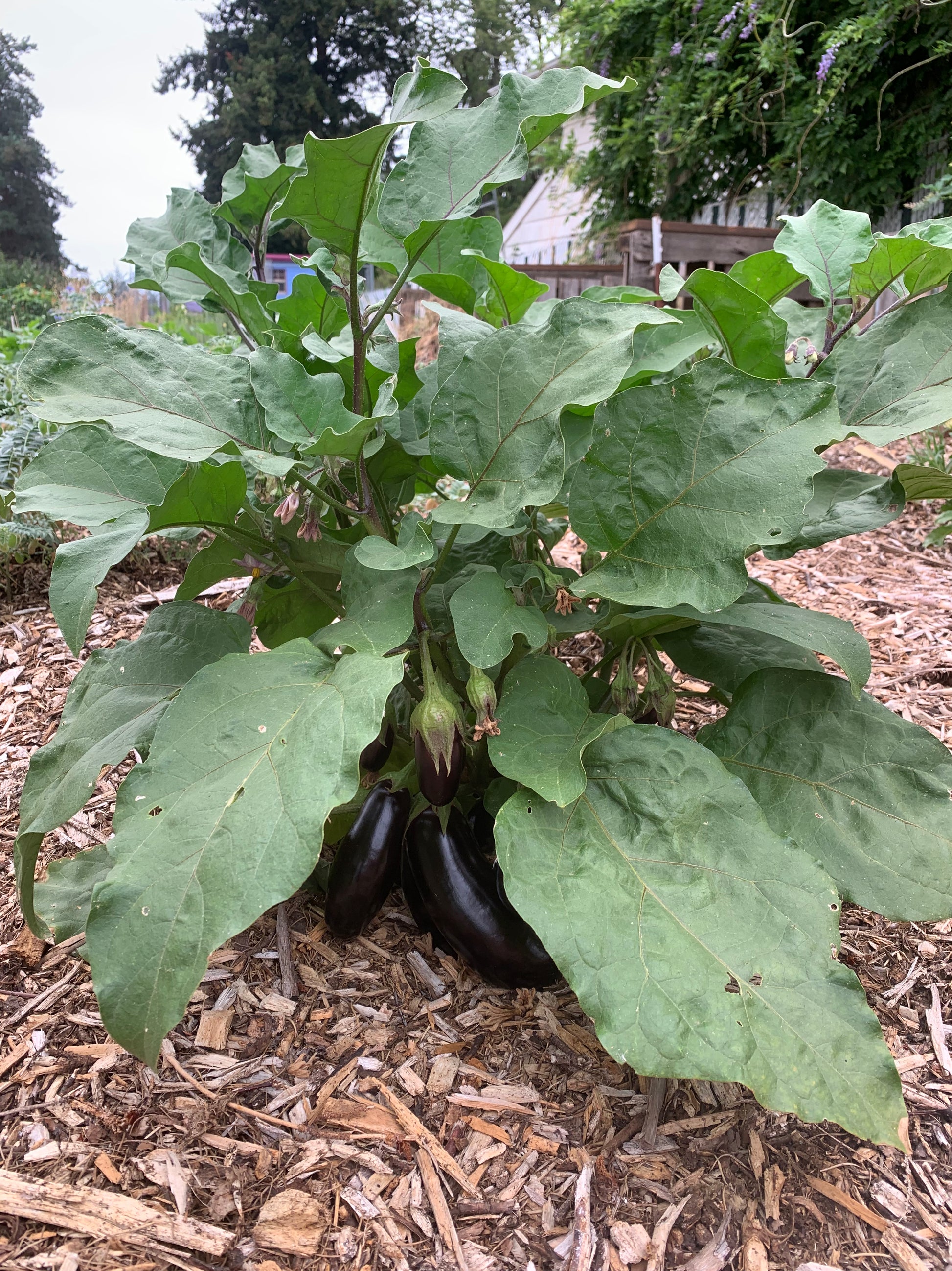 Eggplant, 'Diamond