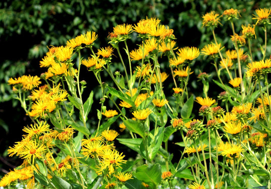 Elecampane