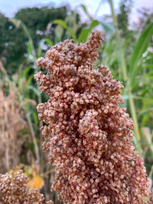 Quinoa, Faro