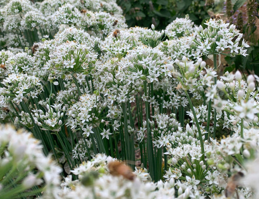 Garlic Chives