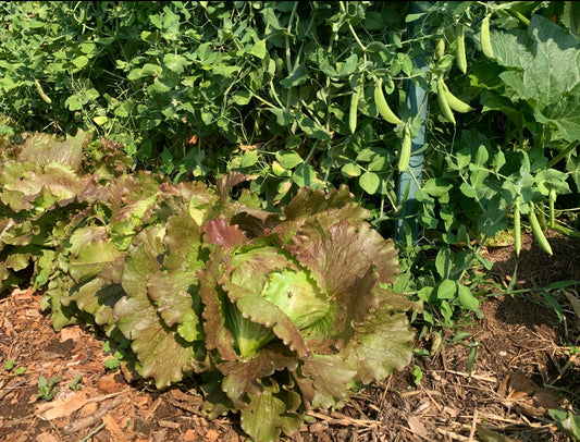 Lettuce, Head Cardinal