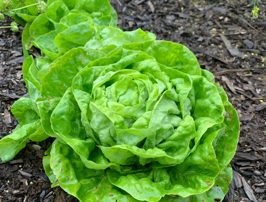 Lettuce, Winter Density