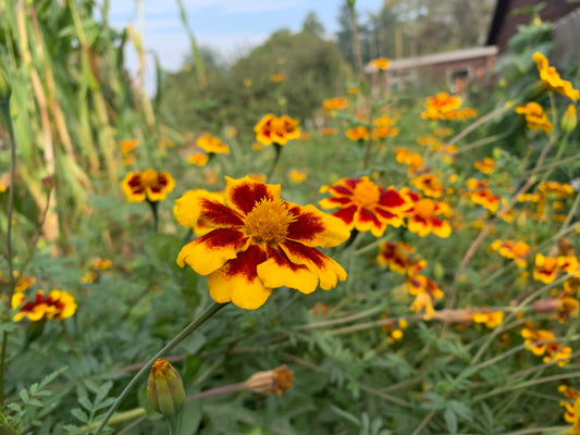 Marigold, Frances Choice