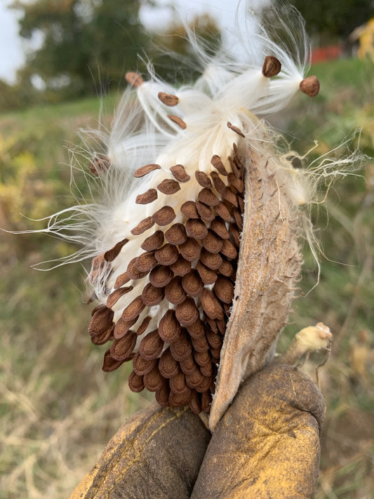 Milkweed, Showy