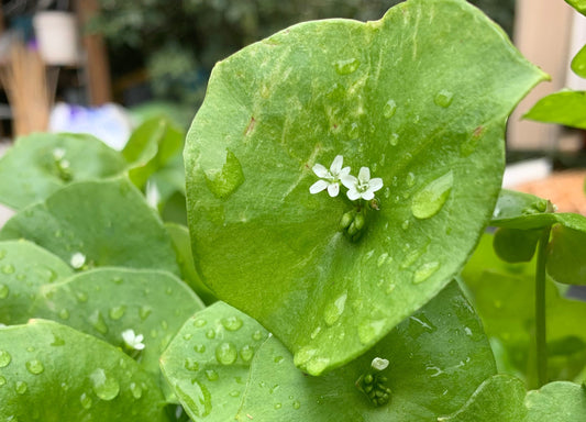 Miner's Lettuce