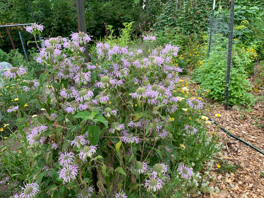 Bee Balm, Wild Bergamot