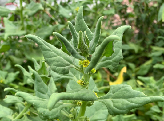 New Zealand Spinach