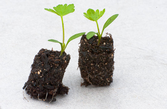 Parsley, Giant of Italy