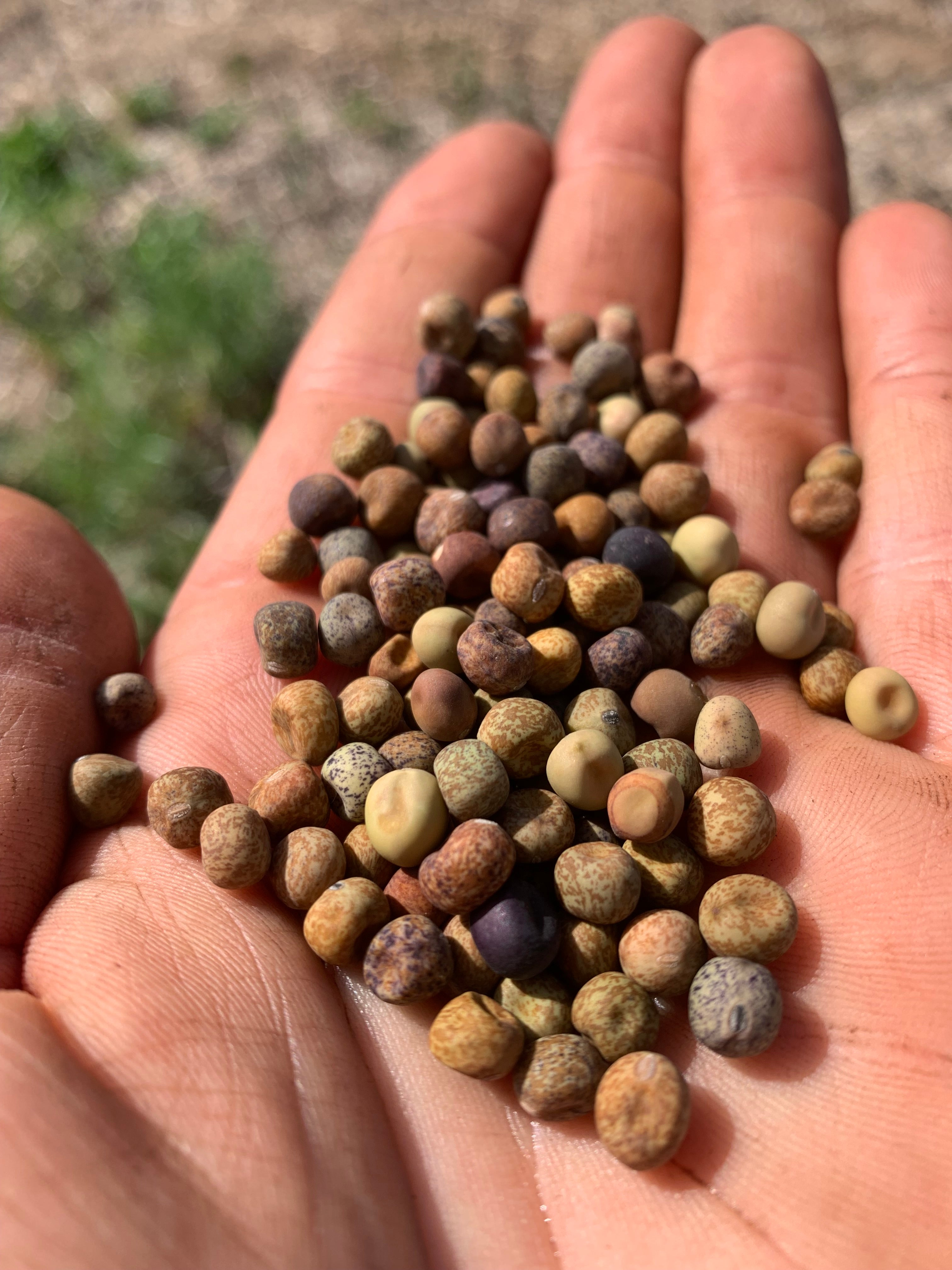 Pea Rithm Pea, Roveja – Rhythm Seed Farm