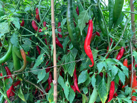 Pepper, Ají Colorado