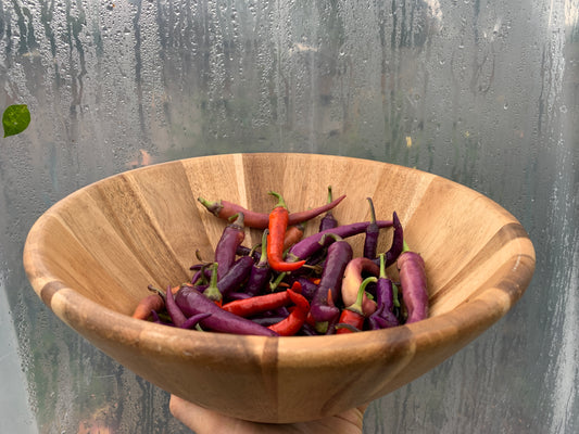 Pepper, Buena Mulata