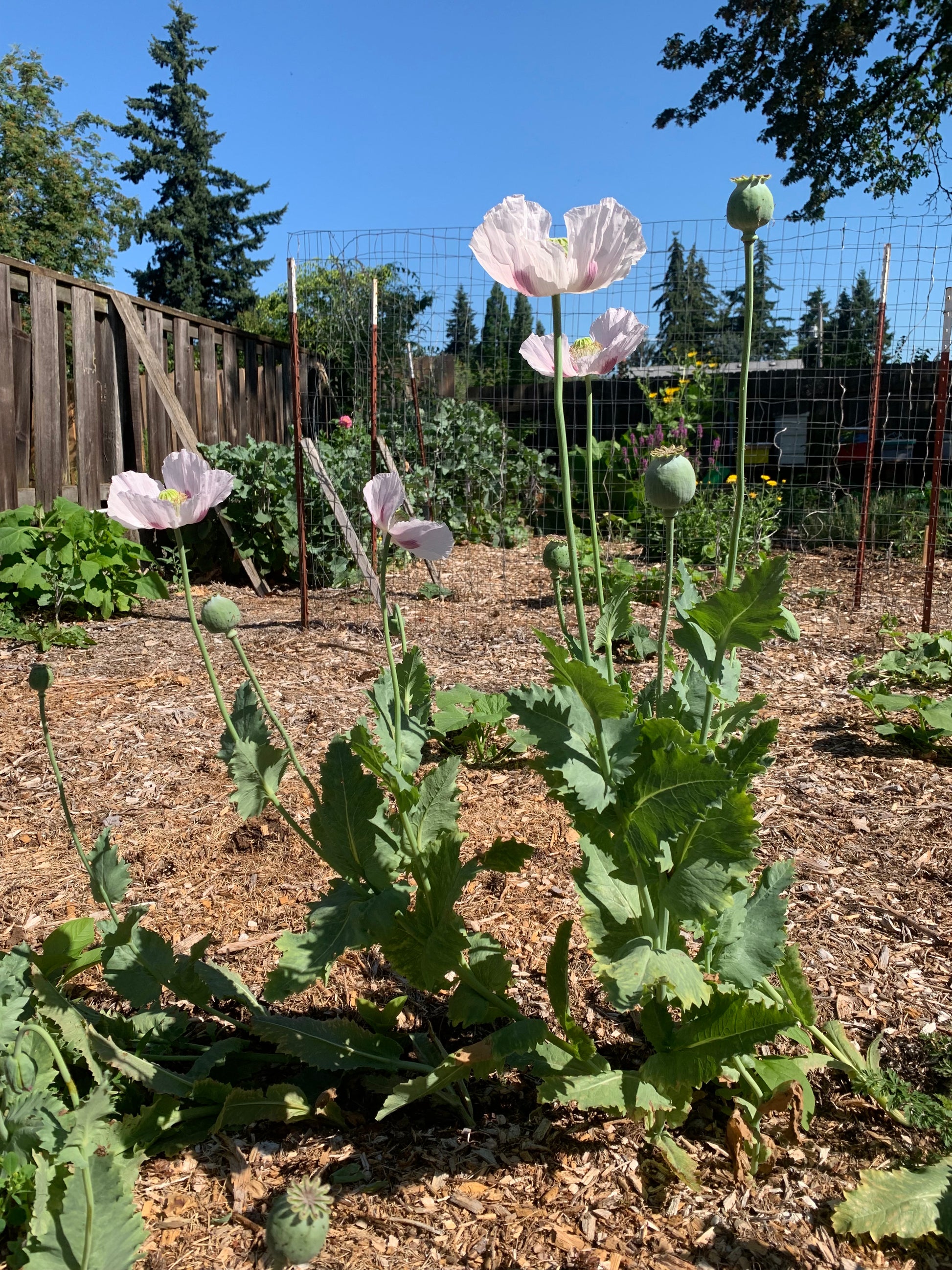 Poppy, Afghan Blue (Papaver somniferum) – Rhythm Seed Farm