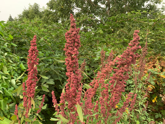 Quinoa, Cherry Vanilla