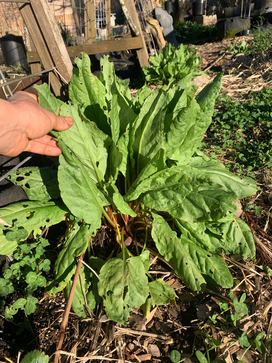 Sorrel, Green Leaf