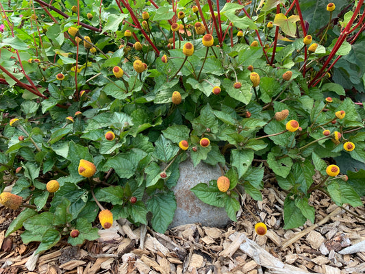 Spilanthes