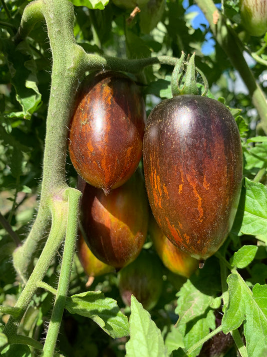 Tomato, Brad's Atomic Grape