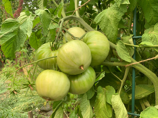 Tomato, Green Giant