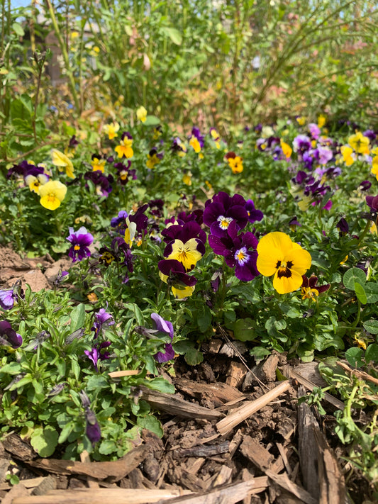 Viola, Rhythm Mix