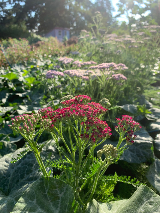 Yarrow, Pink Mix
