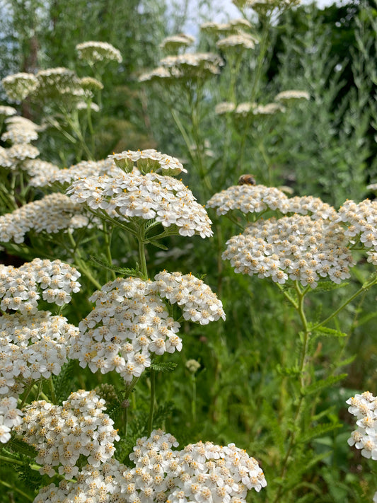 Yarrow, White